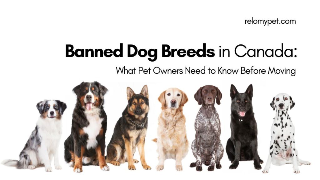 Banned Dog Breeds in Canada What Pet Owners Need to Know Before Moving. Featured Image