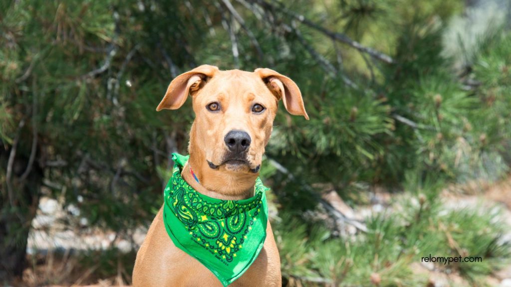 Does Canada have specific list of banned dog breeds