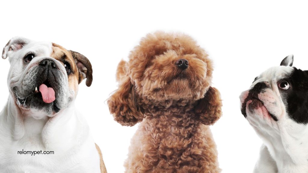 FAQ About Banned Dog Breeds in Canada